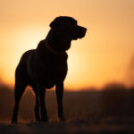 20007期开奖号码最新公布,速来查看中奖详情! 9q2y2vcma